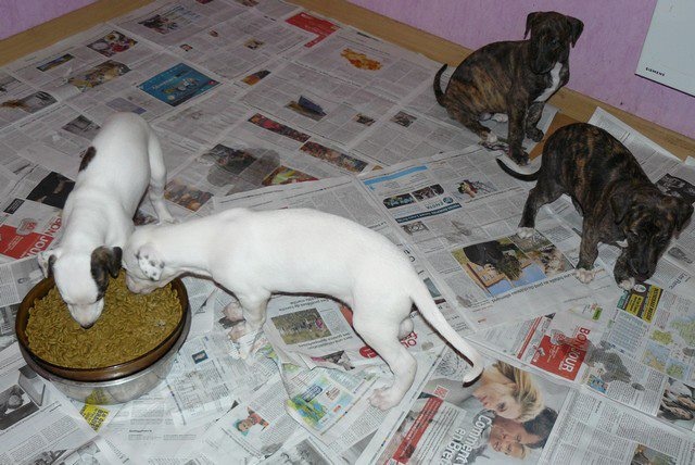 des Légendes du Moyen-Age - Greyhound - Portée née le 03/02/2012