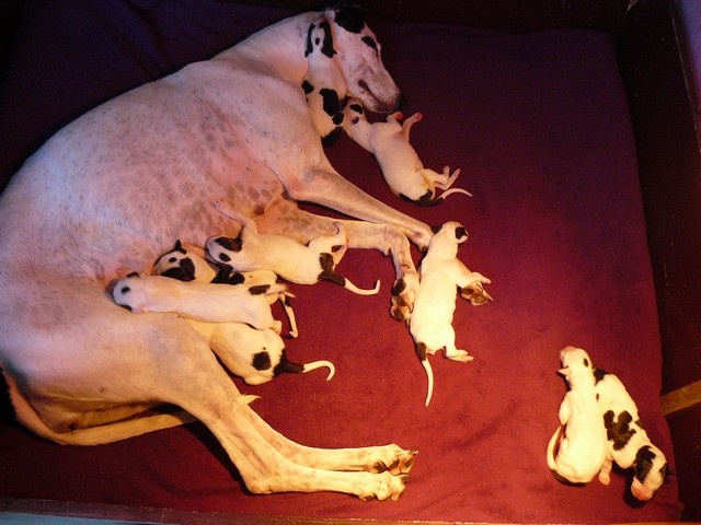 des Légendes du Moyen-Age - Greyhound - Portée née le 31/10/2010