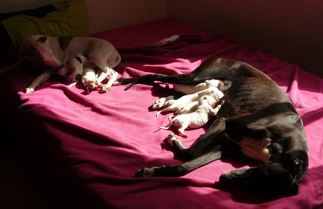 des Légendes du Moyen-Age - Greyhound - Portée née le 01/07/2012