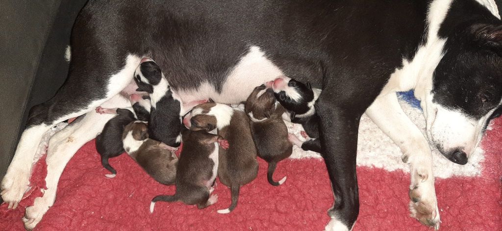 chiot Basenji des Légendes du Moyen-Age