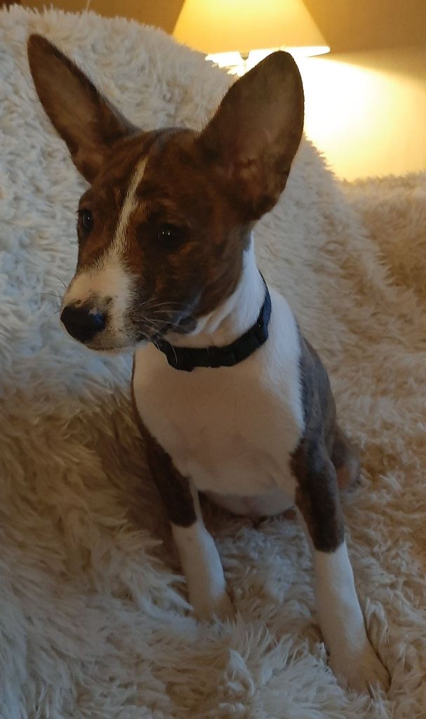 des Légendes du Moyen-Age - Chiot disponible  - Basenji