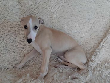 des Légendes du Moyen-Age - Chiot disponible  - Whippet