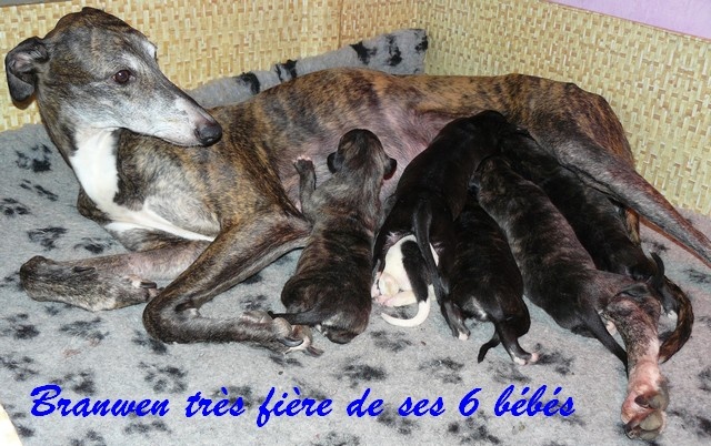 des Légendes du Moyen-Age - Greyhound - Portée née le 31/10/2011