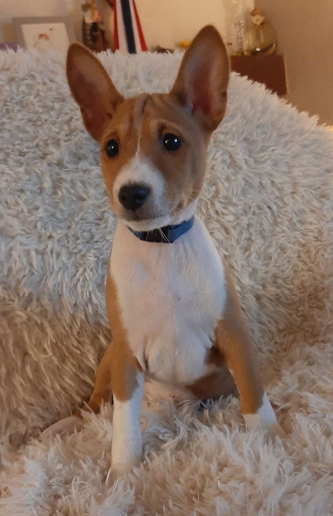 des Légendes du Moyen-Age - Chiot disponible  - Basenji