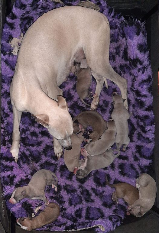 chiot Whippet des Légendes du Moyen-Age