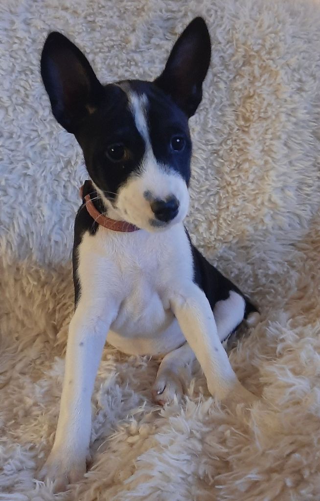 des Légendes du Moyen-Age - Chiot disponible  - Basenji