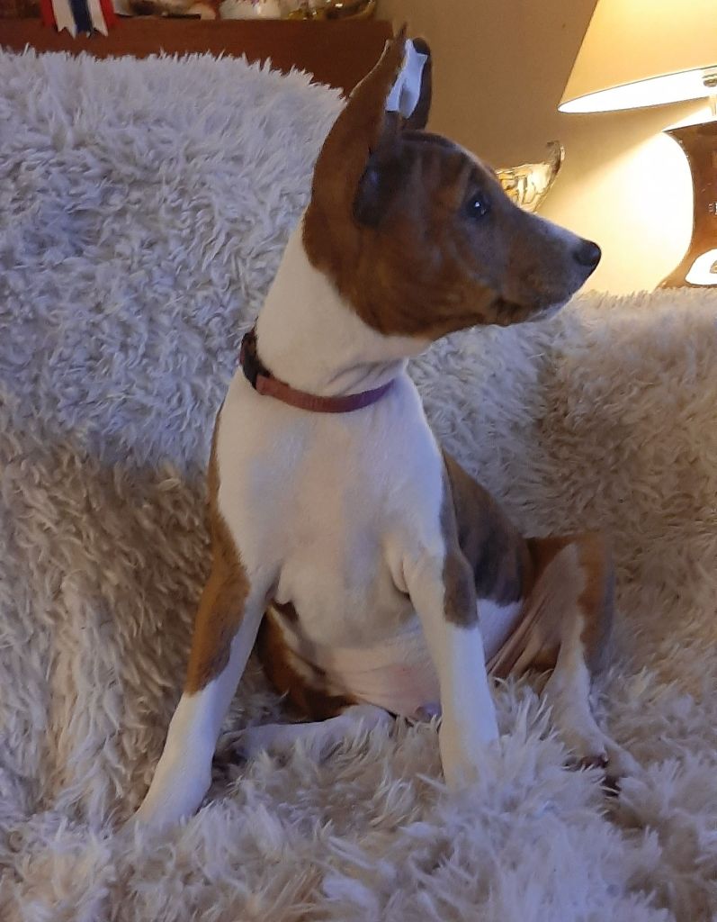 des Légendes du Moyen-Age - Chiot disponible  - Basenji