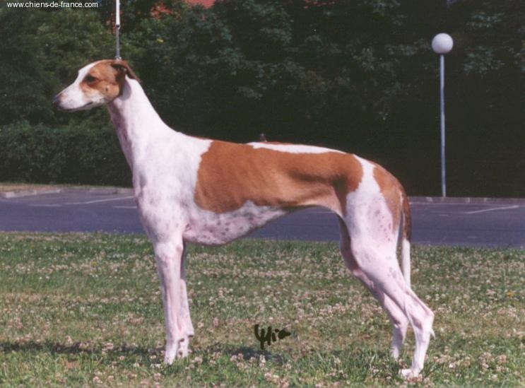 CH. Snatcher's Ruby'n pearl