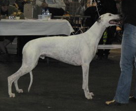 CH. Joasis White flag
