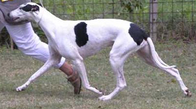 Sobers Ibis