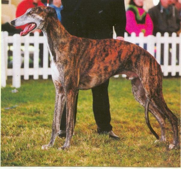 CH. Enguerand Des etoiles de diane