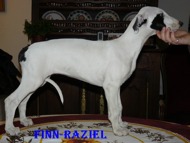 Fin-Raziel des Légendes du Moyen-Age