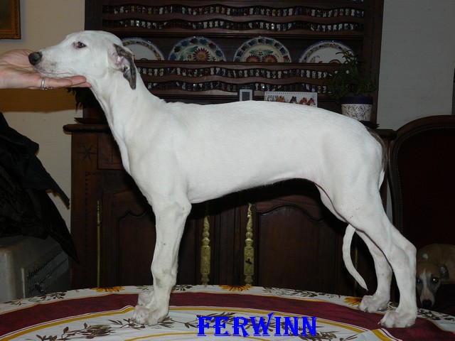 CH. Ferwinn des Légendes du Moyen-Age