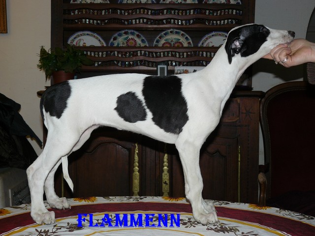 Flammenn des Légendes du Moyen-Age