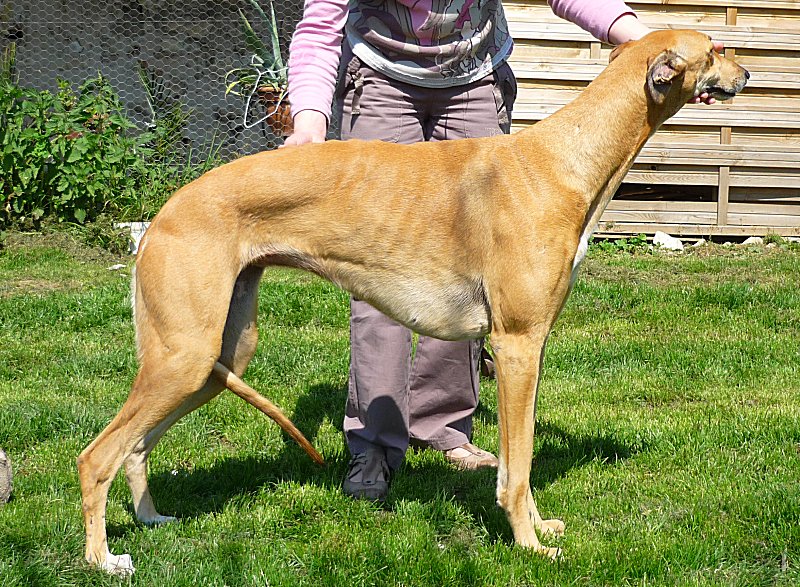 Diva lady des Légendes du Moyen-Age