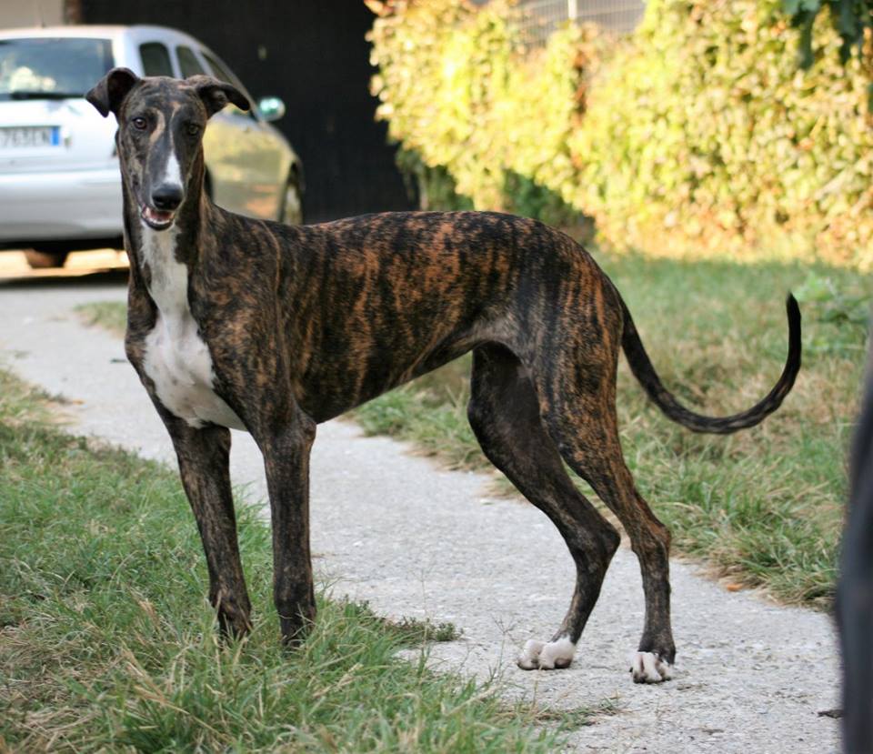 Nina ricci of naïfhounds kingdom