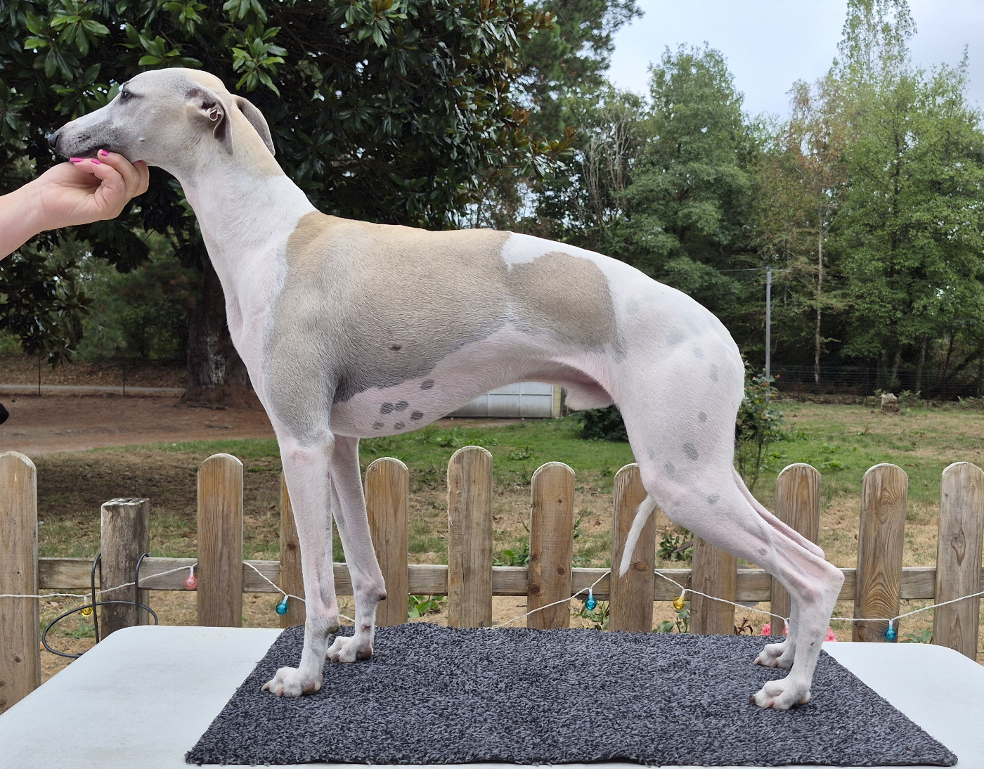 Austin z De Lev'horse