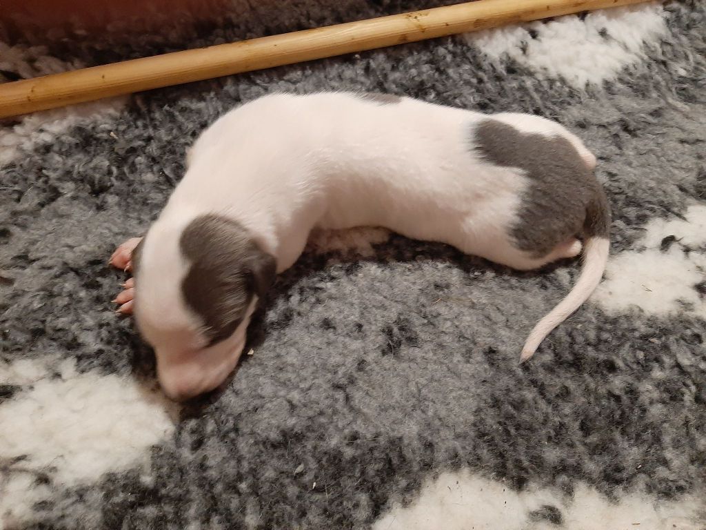 des Légendes du Moyen-Age - Greyhound - Portée née le 29/11/2020