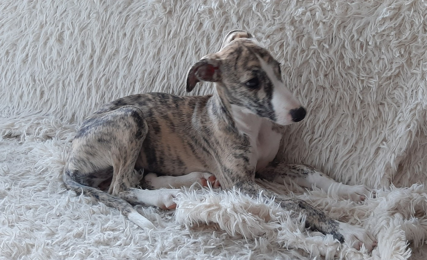 des Légendes du Moyen-Age - Chiots disponibles - Whippet