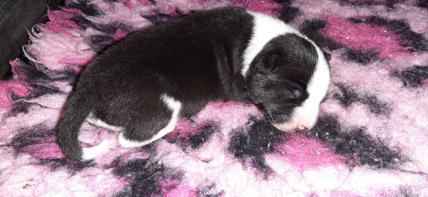 des Légendes du Moyen-Age - Basenji - Portée née le 13/11/2025