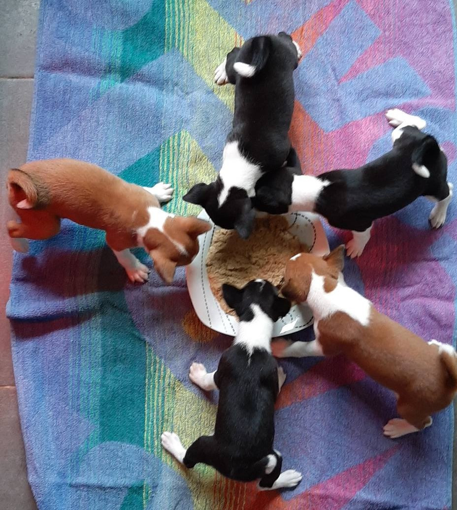 Chiot Basenji des Légendes du Moyen-Age