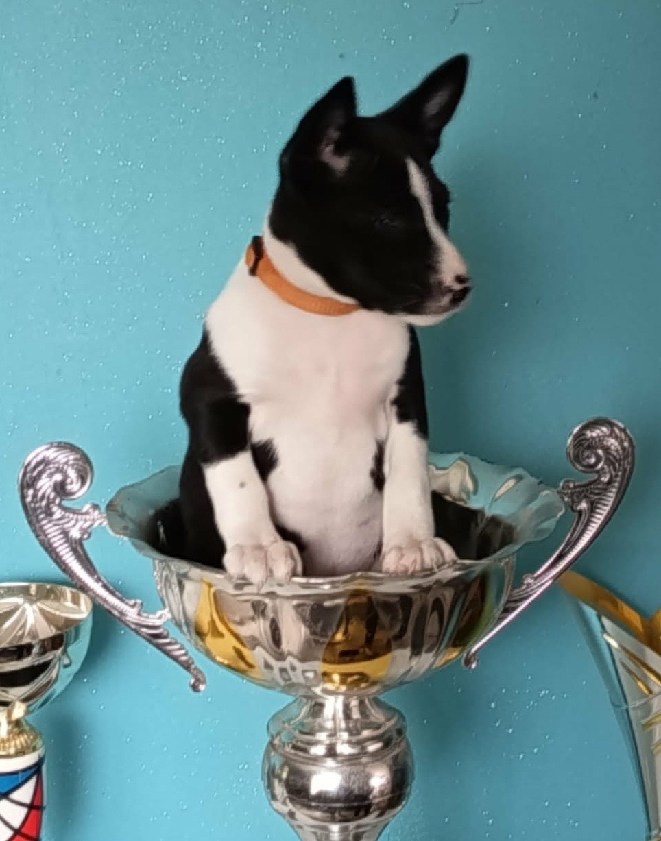 des Légendes du Moyen-Age - Chiots disponibles - Basenji