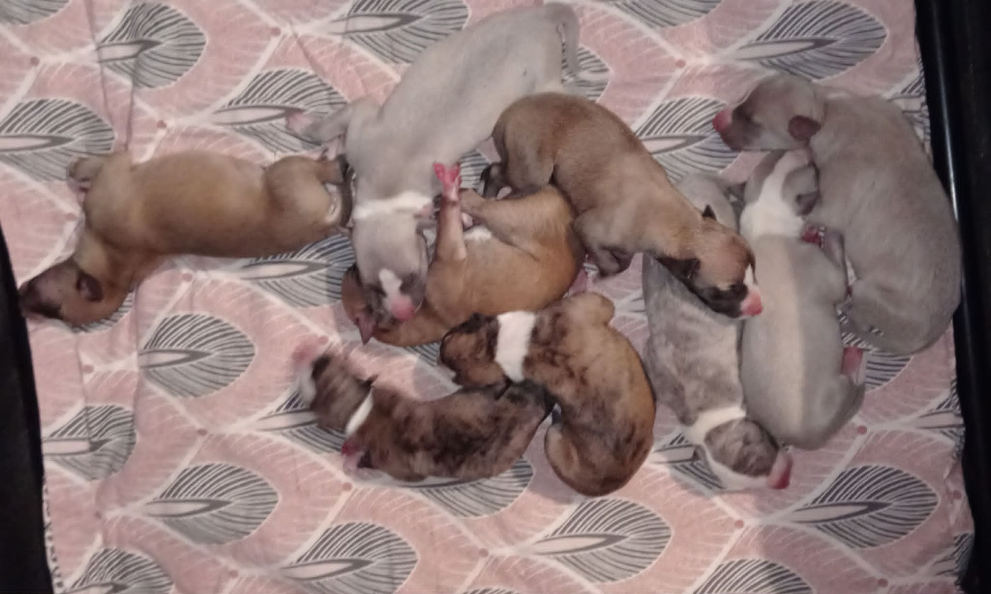 Chiot Whippet des Légendes du Moyen-Age