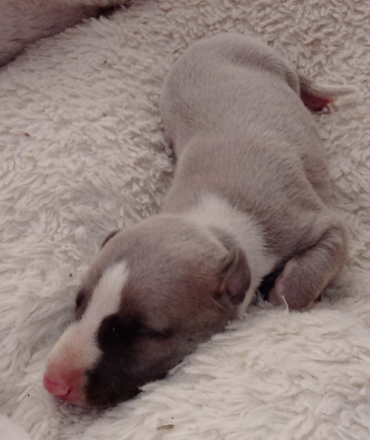 des Légendes du Moyen-Age - Chiots disponibles - Whippet