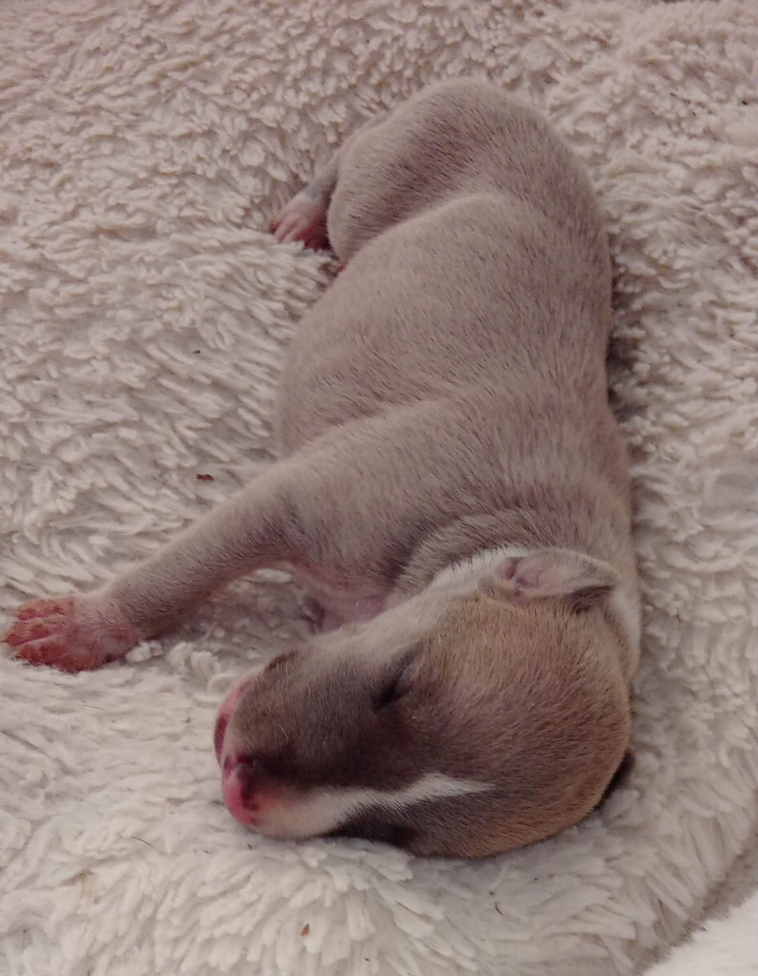 des Légendes du Moyen-Age - Chiots disponibles - Whippet