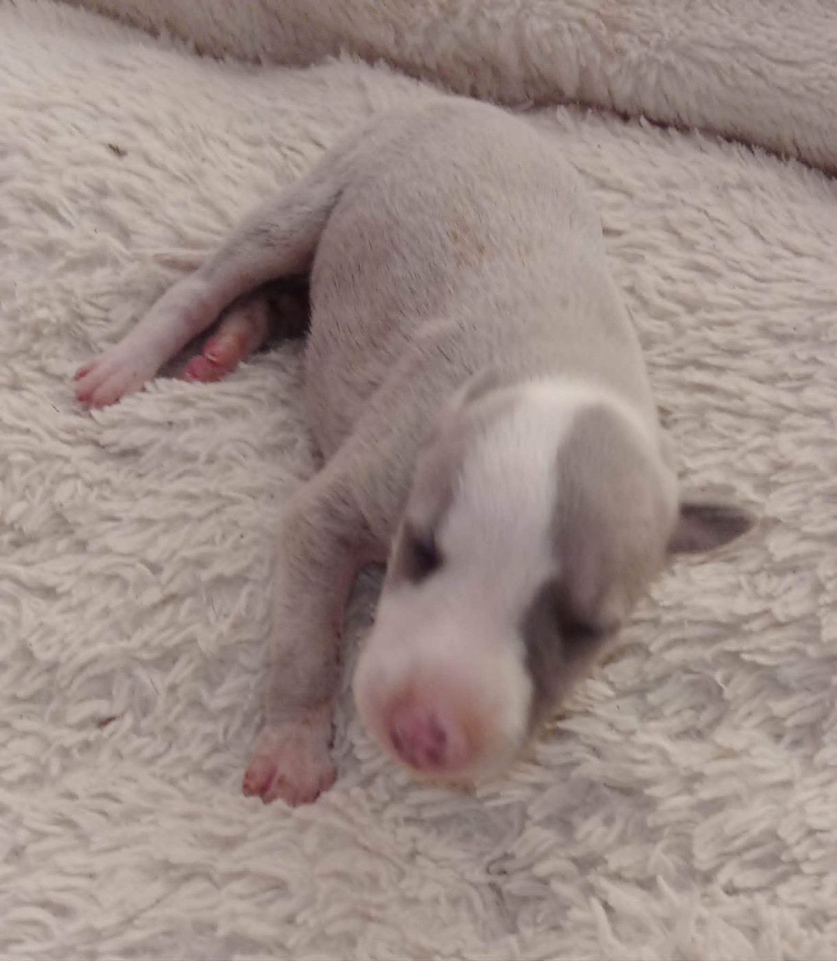 des Légendes du Moyen-Age - Chiots disponibles - Whippet