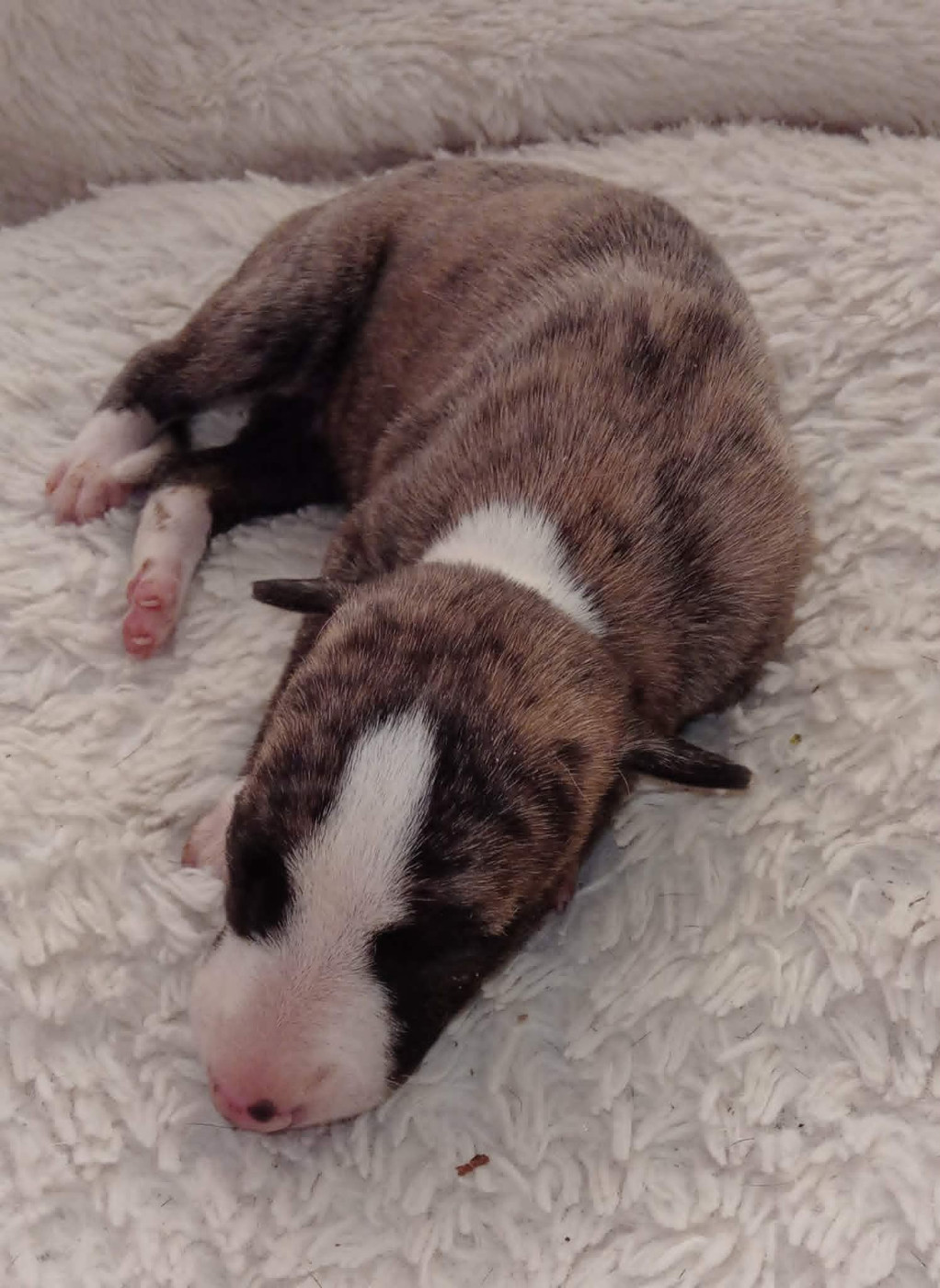 des Légendes du Moyen-Age - Chiots disponibles - Whippet