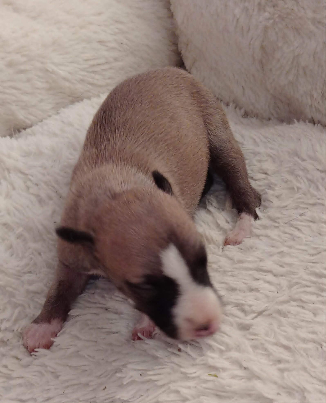 des Légendes du Moyen-Age - Chiots disponibles - Whippet