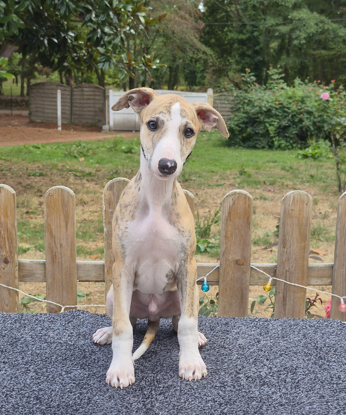 des Légendes du Moyen-Age - Chiots disponibles - Whippet