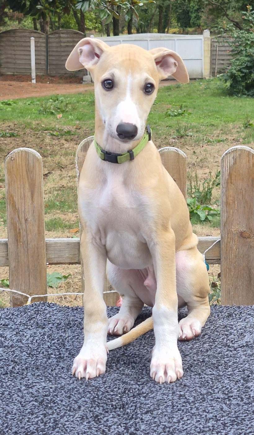 des Légendes du Moyen-Age - Chiots disponibles - Whippet