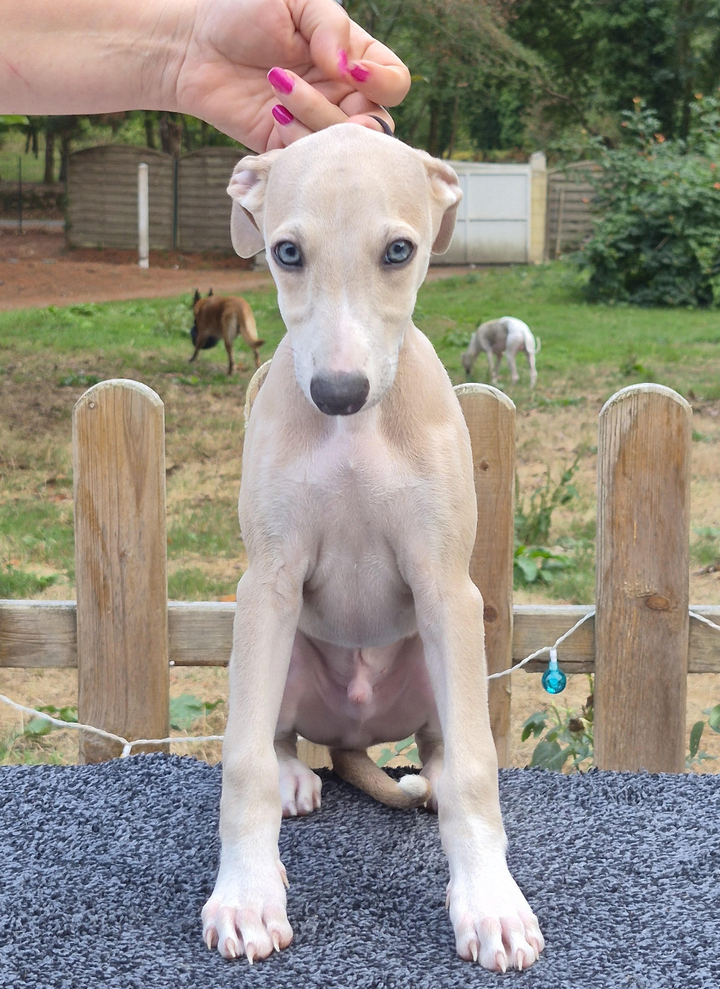 des Légendes du Moyen-Age - Chiots disponibles - Whippet
