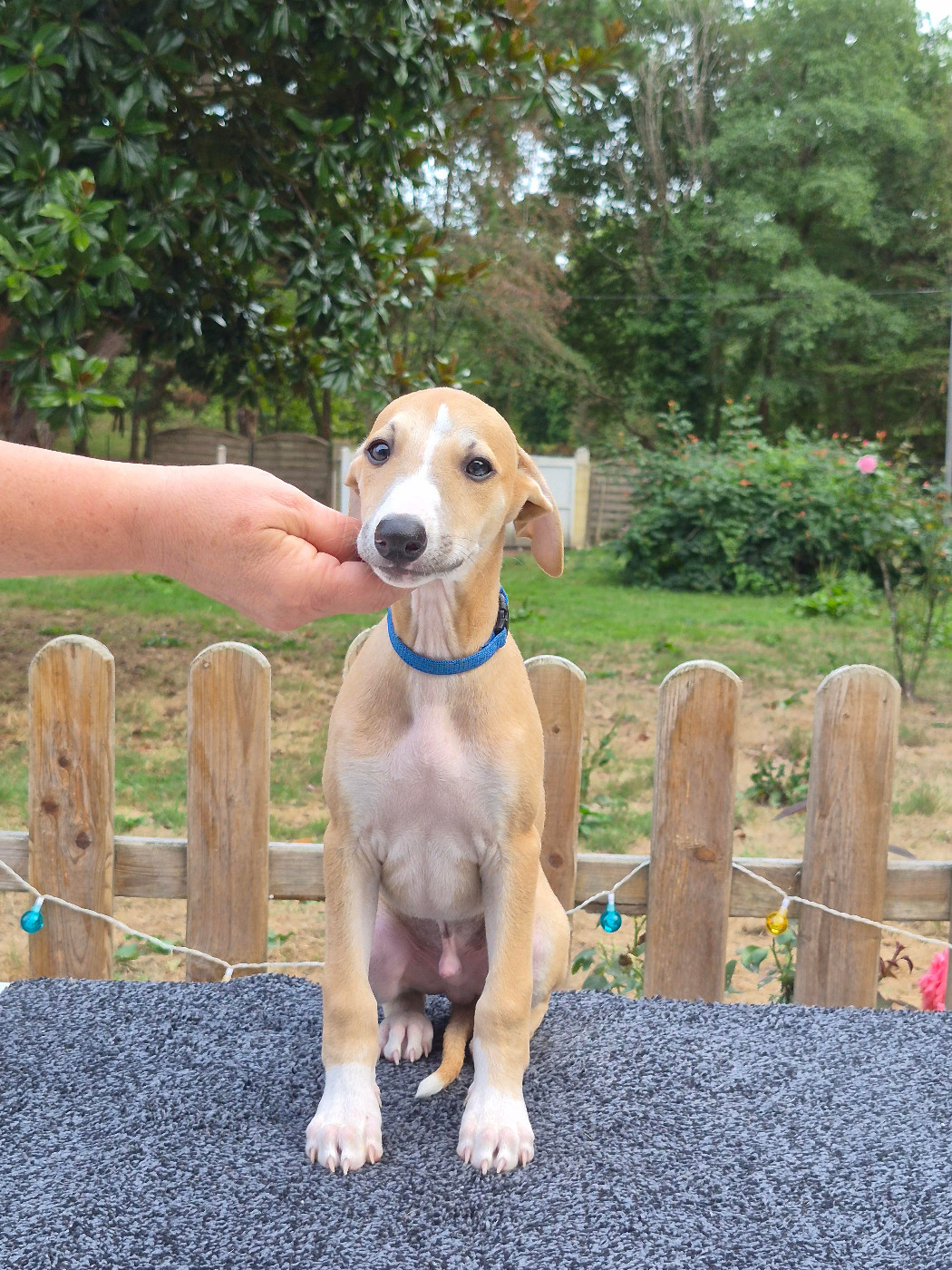 des Légendes du Moyen-Age - Chiots disponibles - Whippet