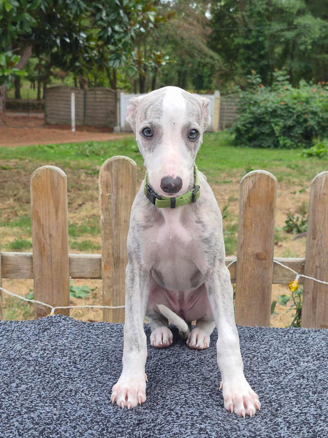 des Légendes du Moyen-Age - Chiots disponibles - Whippet