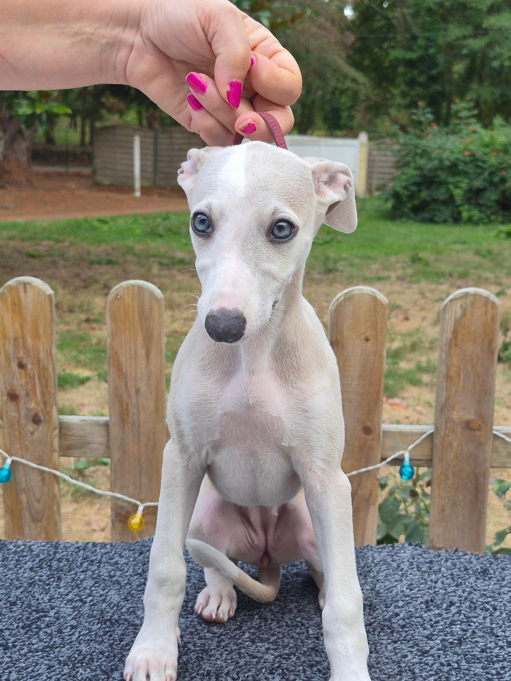 des Légendes du Moyen-Age - Chiots disponibles - Whippet