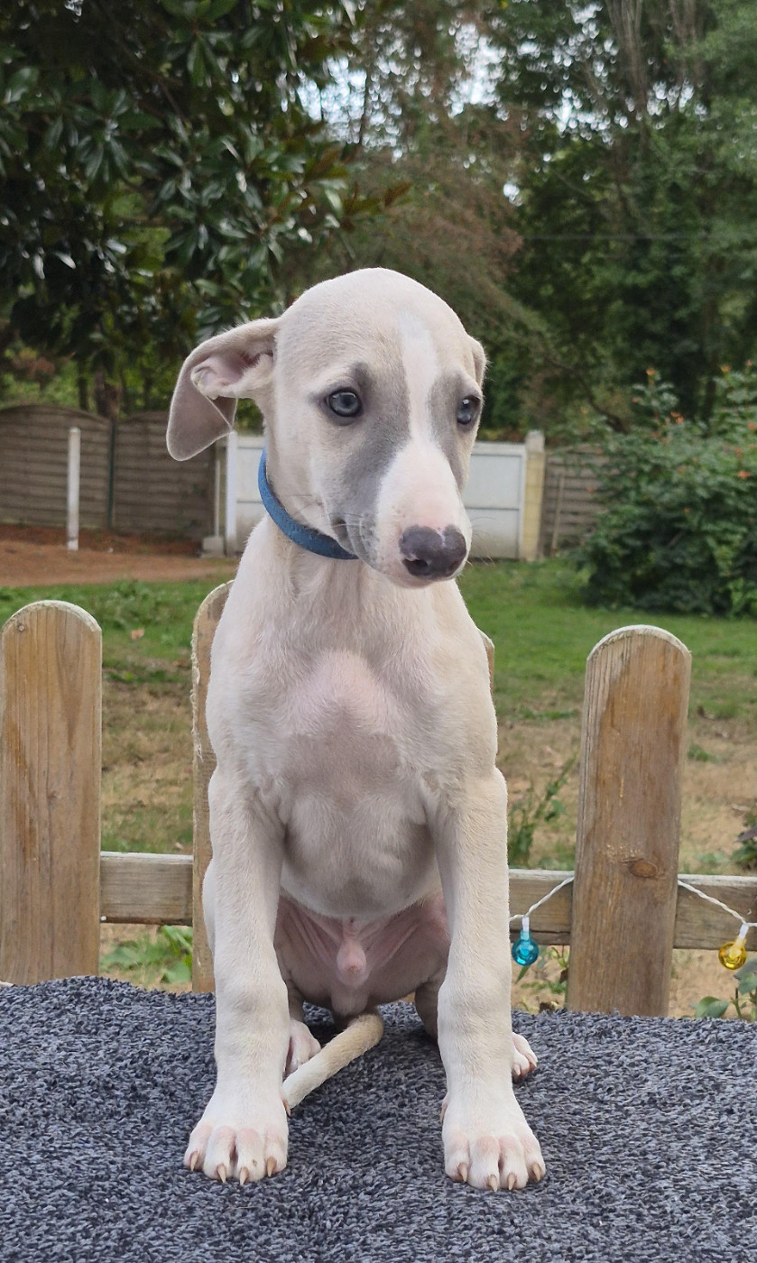 des Légendes du Moyen-Age - Chiots disponibles - Whippet