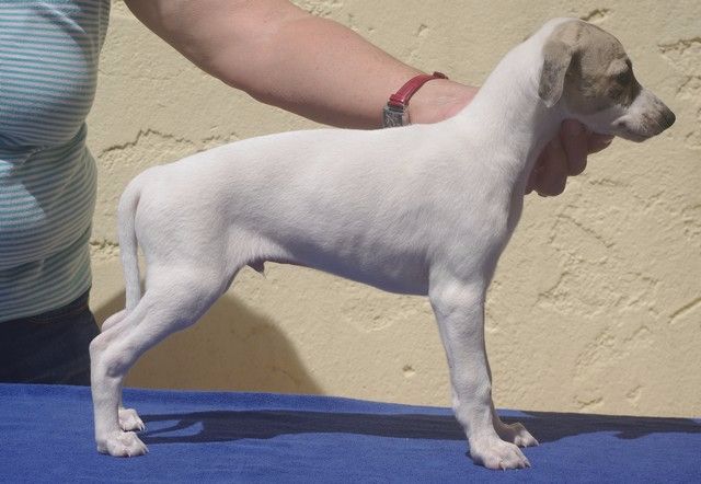 des Légendes du Moyen-Age - Whippet - Portée née le 10/06/2017