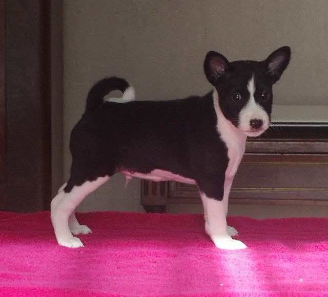 des Légendes du Moyen-Age - Basenji - Portée née le 28/11/2017