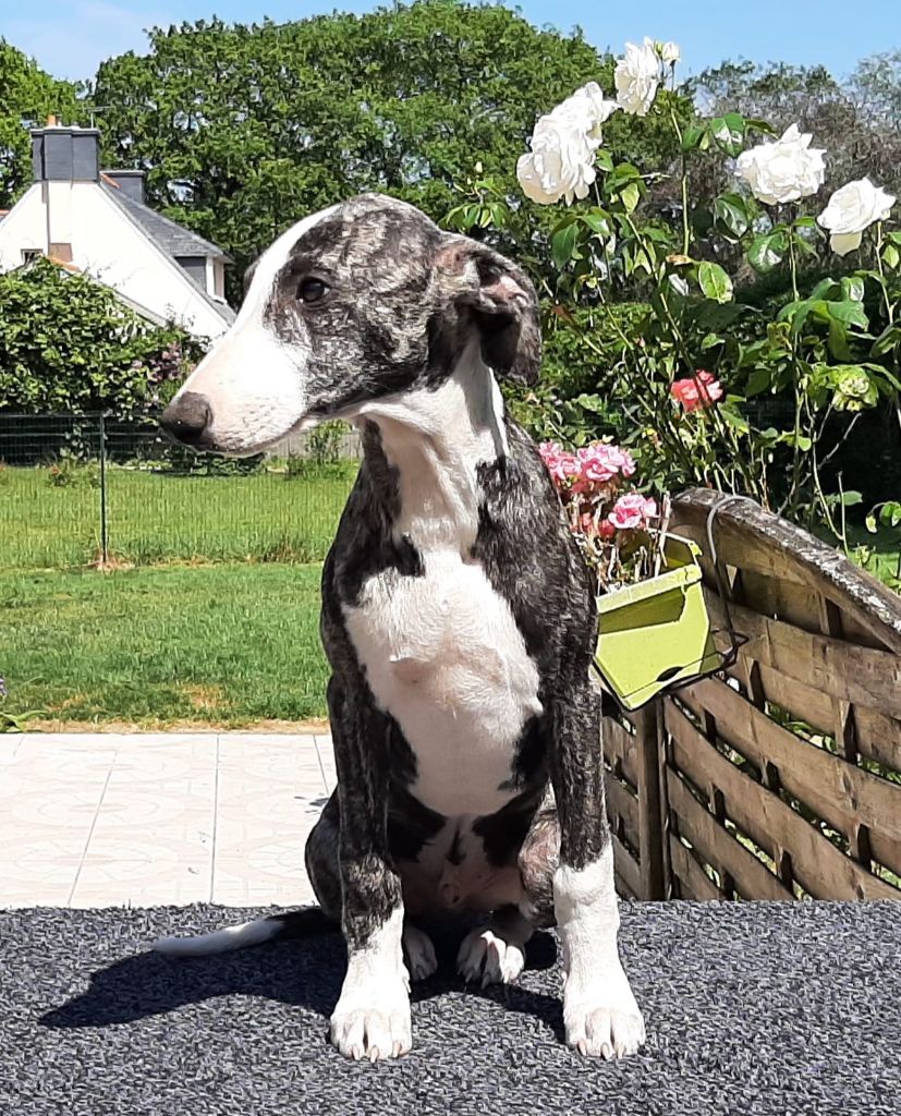 des Légendes du Moyen-Age - Whippet - Portée née le 10/03/2023