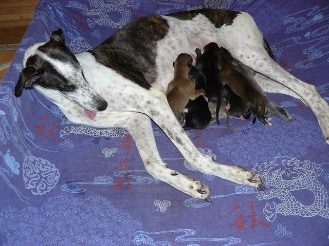 des Légendes du Moyen-Age - Greyhound - Portée née le 07/02/2016