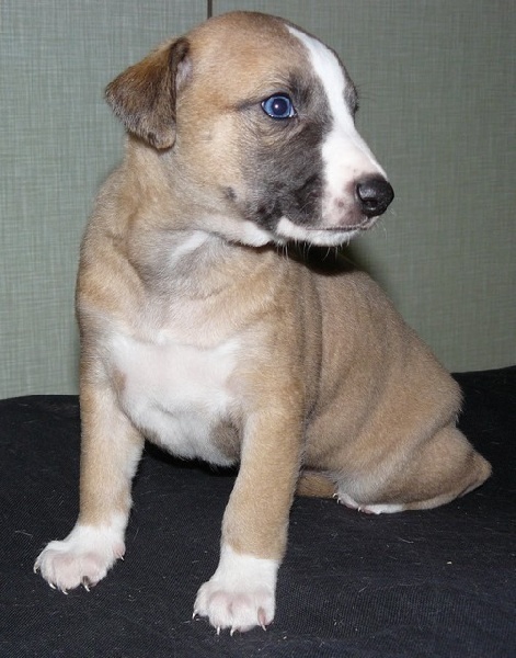 des Légendes du Moyen-Age - Whippet - Portée née le 06/09/2013