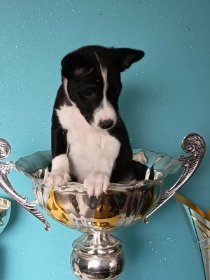 AYANA (Collier rouge)