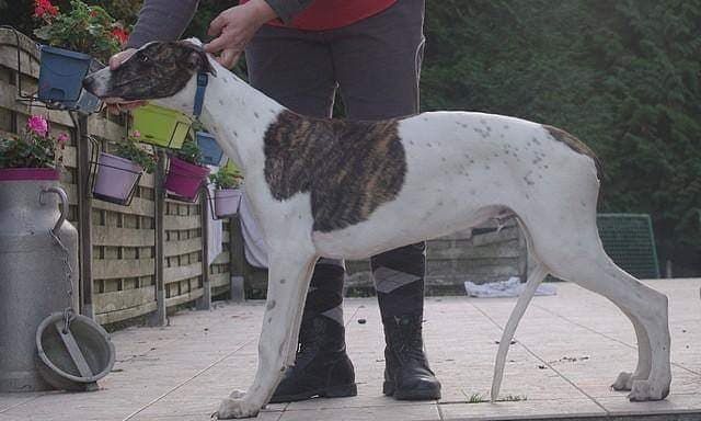 des Légendes du Moyen-Age - Greyhound - Portée née le 16/05/2018