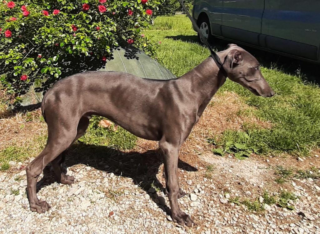 des Légendes du Moyen-Age - Greyhound - Portée née le 06/01/2023