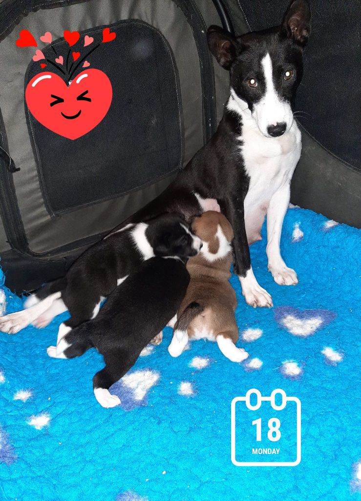 des Légendes du Moyen-Age - Basenji - Portée née le 28/11/2023