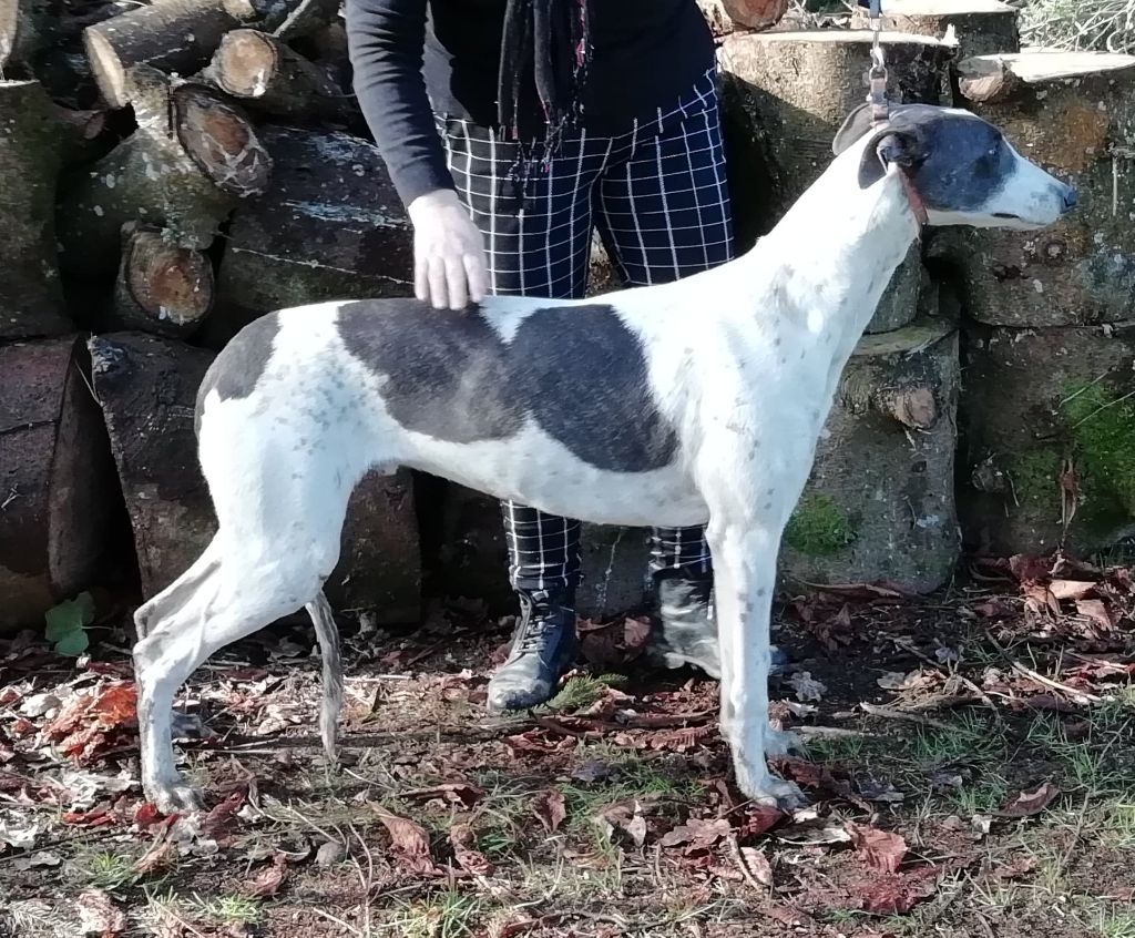 des Légendes du Moyen-Age - Greyhound - Portée née le 16/05/2018